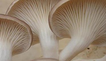 秀珍菇栽培技术要点 秀珍菇怎么种植
