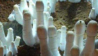 鸡腿菇种植方法 大棚栽培鸡腿菇中存在的问题