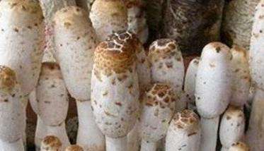 大棚鸡腿菇栽培存在的问题