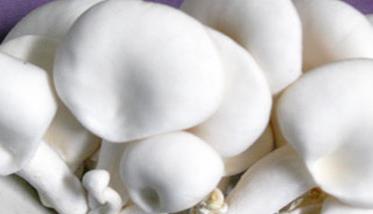 白灵菇生长最适温度是多少 白灵菇生长环境条件