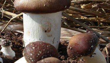大球盖菇高产栽培技术:用秕谷栽培大球盖菇技术