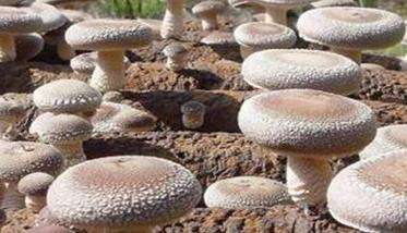 提升香菇产量的新措施