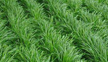 多花黑麦草种植方法