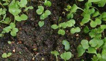 箭舌豌豆的种植技术 箭舌豌豆种植方法