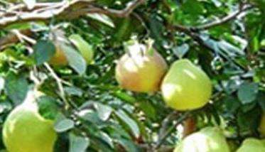 我国有哪些早熟梨树优良品种 早熟梨品种介绍