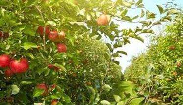 苹果树浇水最佳时间 苹果灌水的时间与方法