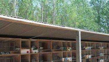 兔舍的建造要求与兔笼的设计问题