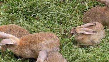 兔食量大、粗纤维消化能力强大