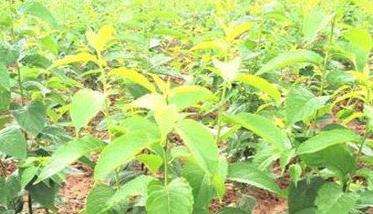 种植杜仲的环境要求 杜仲栽培技术与步骤