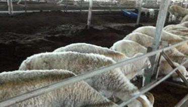 羊主要吃什么饲料、牧草 羊的饲养管理注意什么