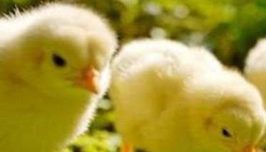 如何饲养小鸡 怎样让母鸡饲养陌生的小鸡？