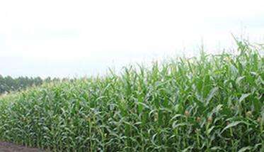 玉米合理密植增产的原因是什么