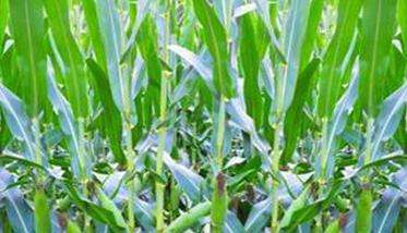玉米穗期管理技术要点和病虫草害防治方法