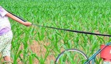夏玉米施肥方法与技术要点