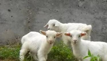 对于羊羔的培育需要注意什么