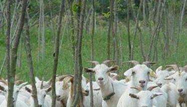秋季养羊需要注意些什么问题？