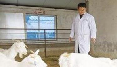 提高肉羊繁殖能力的途径和措施有哪些