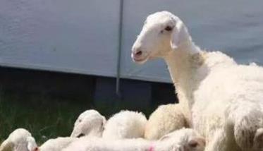 如何科学配种增加母羊产羔率
