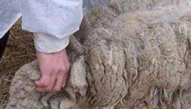 羊的东毕吸虫病的诊断要点是什么