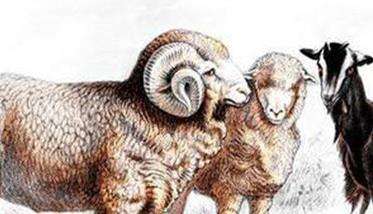 羊的脑多头蚴病的防治措施有哪些