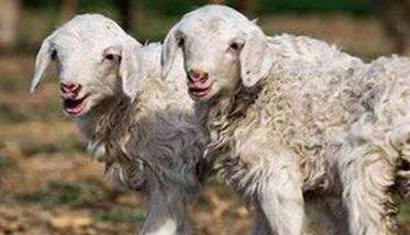 羔羊痢疾症的防治方法 春季初生羔羊要严防痢疾