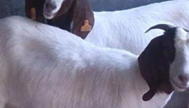 波尔山羊及波尔杂交羊常见病的防治方法