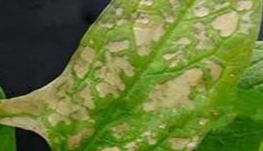 菠菜斑点病有哪些特征？菠菜斑点病的防治方法