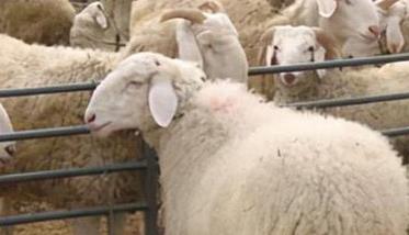 母羊流产的治疗要点