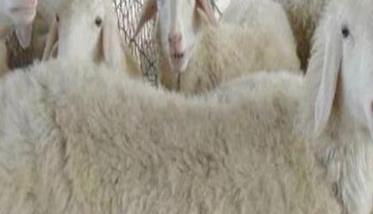 波尔山羊与本地羊的杂交羊如何饲养与育肥