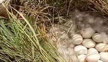 野鸭一次生多少个蛋