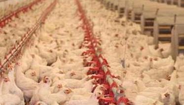 如何确保饲料的均衡性，有效控制肉鸡的均匀度