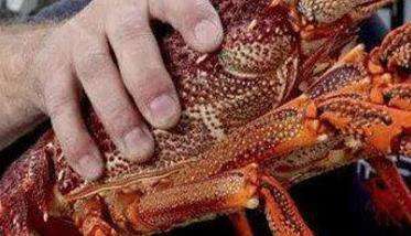 澳洲龙虾的经济价值