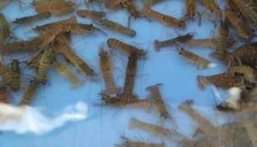 澳洲龙虾虾苗的培育要点