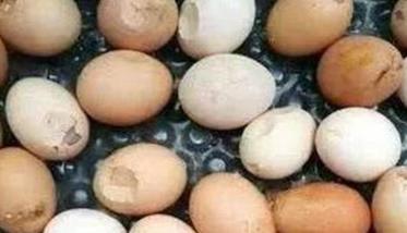 怎样降低高温季节鸡蛋的破损率