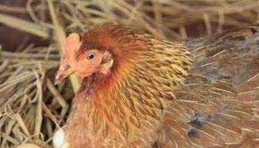 引起母鸡就巢性的生理机制与母鸡醒抱的生理机