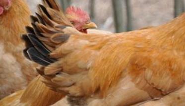 引起鸡群免疫失败的原因及防治对策