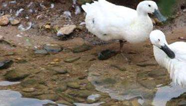 白鹜鸭养殖管理方法
