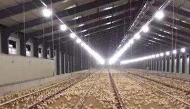维持鸡生长适宜的温度和湿度