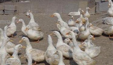 鸭养殖场如何加强科学饲养管理，提高经济效益