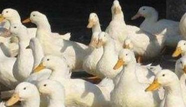 蛋鸭的分群管理和饲养密度管理要求