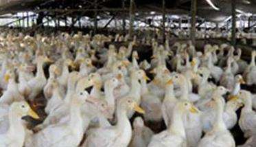 产蛋鸭的生理特点及其对生产环境的要求