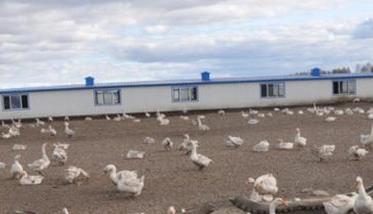建设养鹅场地的基本条件，养鹅场主要建设指标