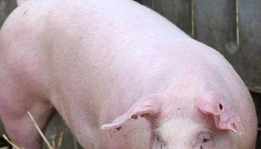 夏季母猪如何加强饲养管理，预防发生应激反应