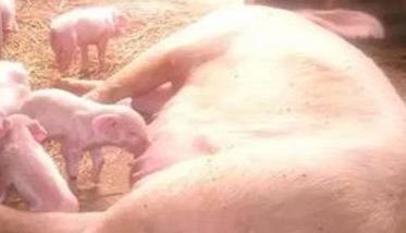 农村散养能繁母猪常见疫病的免疫程序