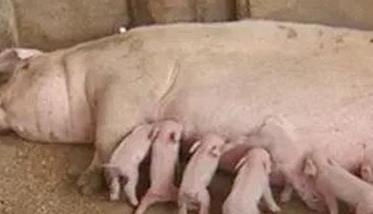 怎样治疗母猪无乳或泌乳不足，如何预防？