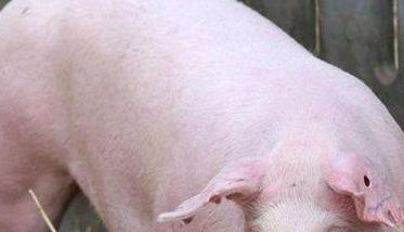 母猪生产繁殖应激的产生原因