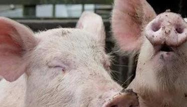 母猪生产繁殖应激的防治要点