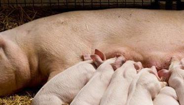 哺乳仔猪的特点，需采取哪些措施减少死亡率？