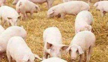 猪崽生长的适宜温度 冬季幼猪崽如何防寒保暖