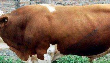 牛传染性鼻气管炎病的类型与症状、治疗方法